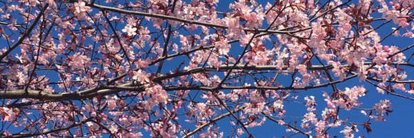 bentekk Profile Banner