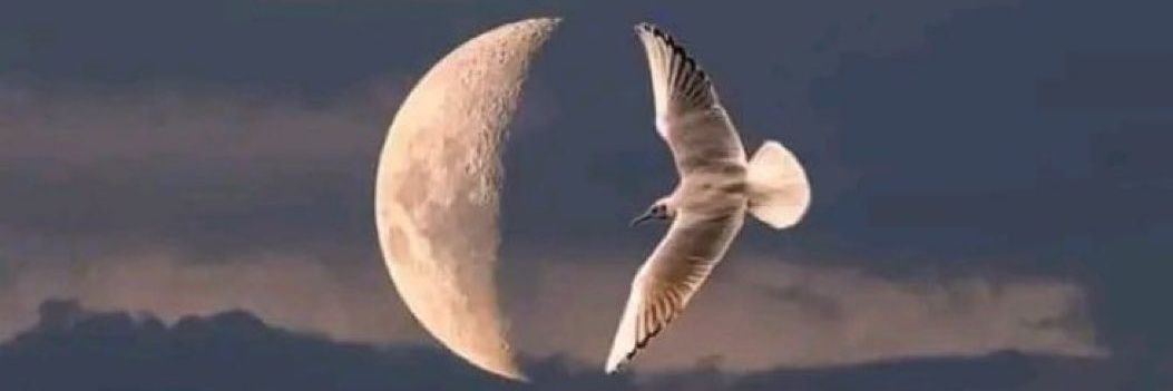 Ayşe ‏ banner