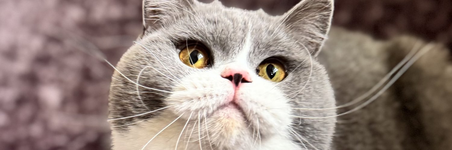 saorsacats's profile banner image