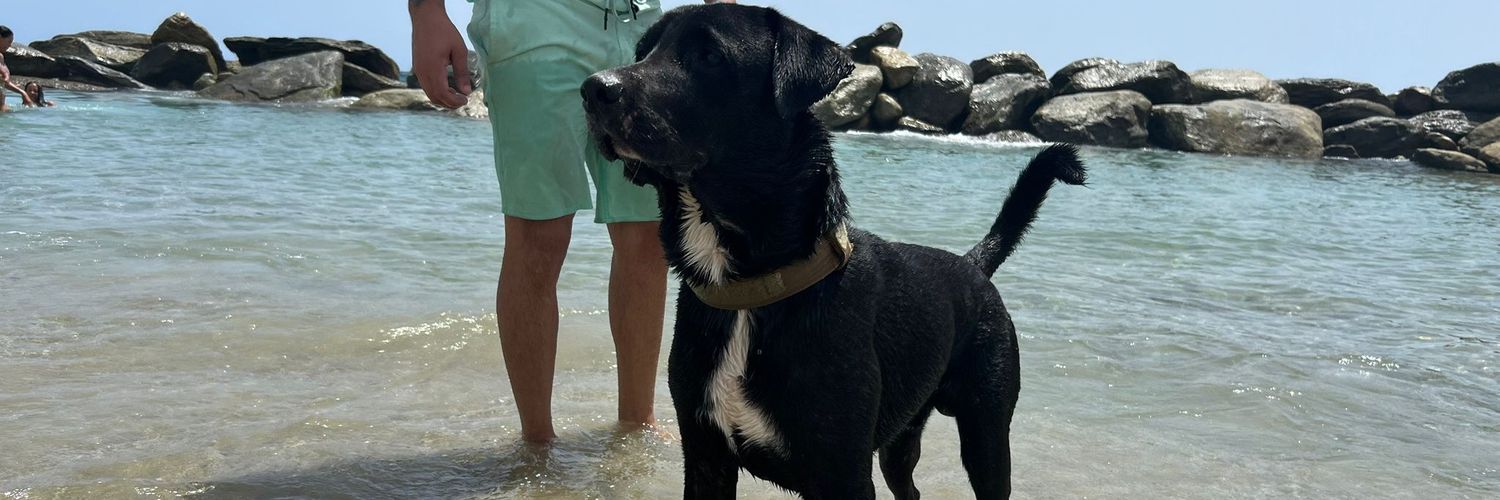 José David 🦁 banner