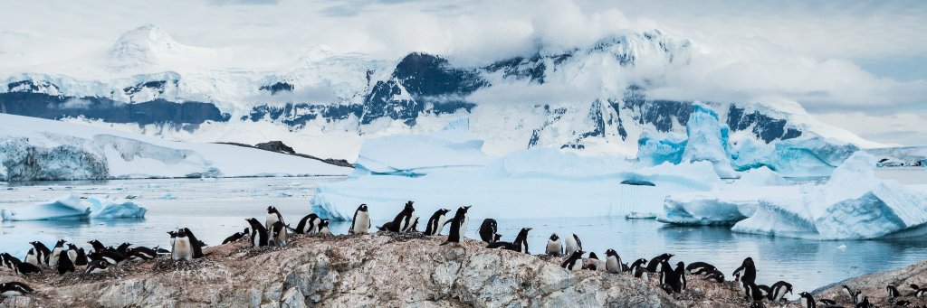 Christine Cooper banner