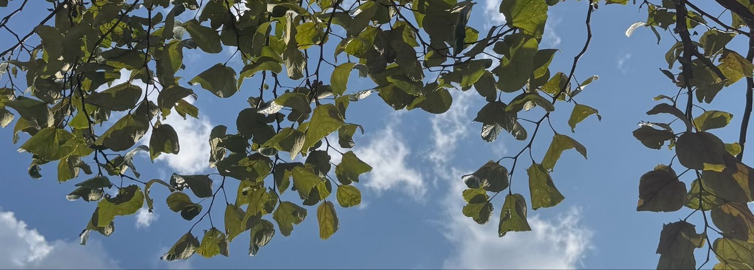 hermeshurst's profile banner image