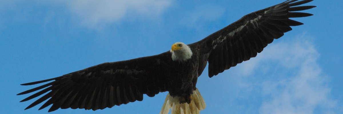 Greivvogel's profile banner image