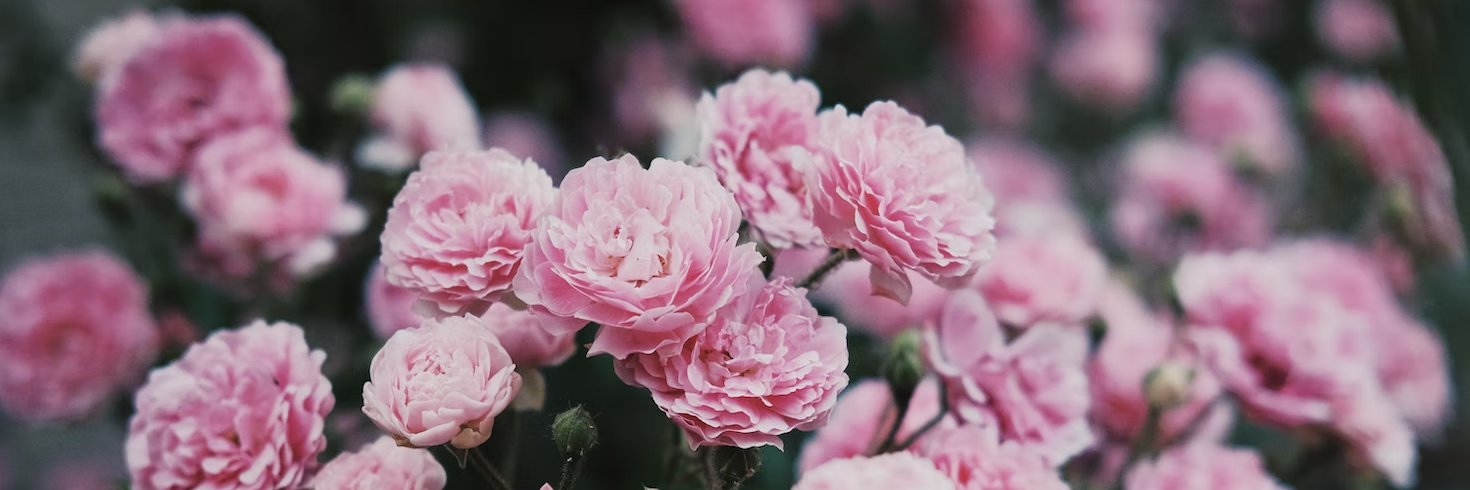 Rose 💐🦊 l Tea Fox ENvtuber banner