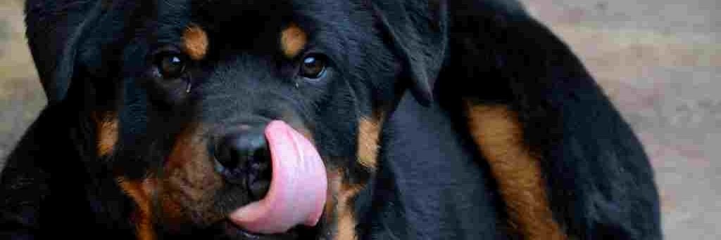 rottweilers_'s profile banner image