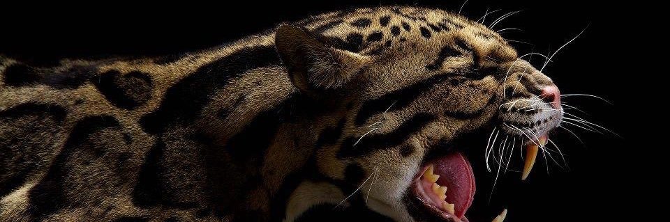 mafermorenos's profile banner image