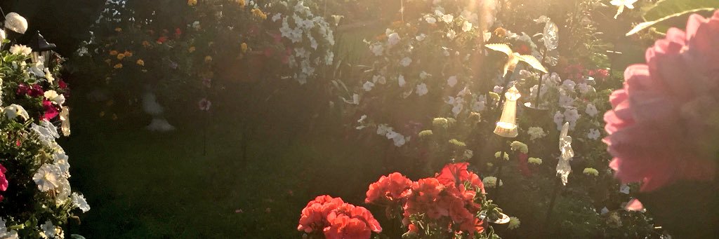 soprettyhalley's profile banner image