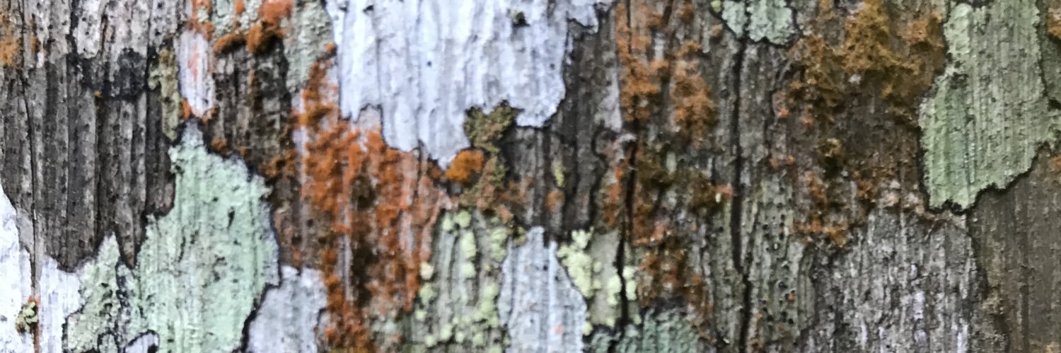 _tongass's profile banner image
