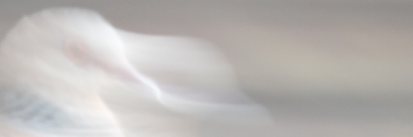 落花生ヘビ's banner