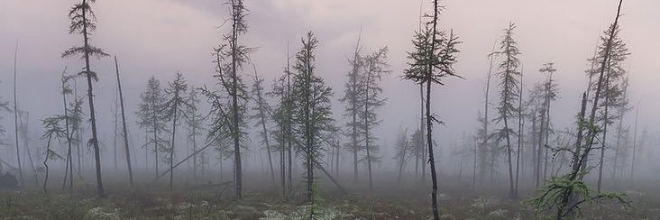 corvidsz's profile banner image