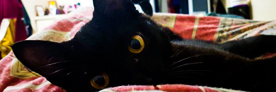 gioQuezia's profile banner image