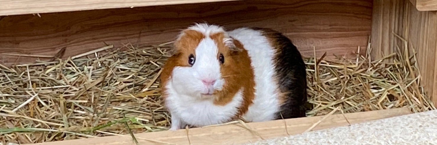 ﾏｴﾀﾞﾀﾞ banner