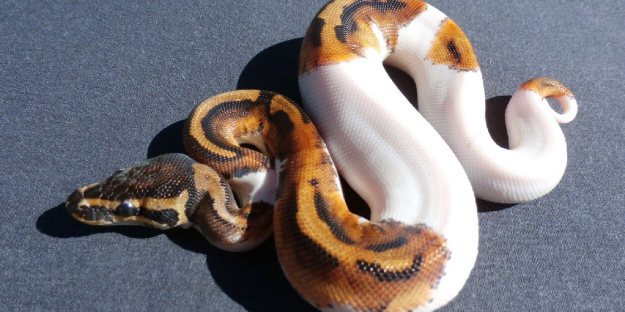 Reptile_Principe banner