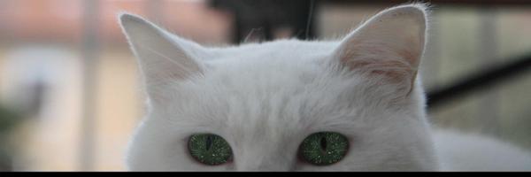 evilripper Profile Banner