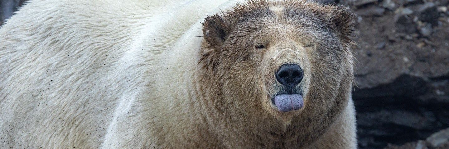 muttonslut's profile banner image