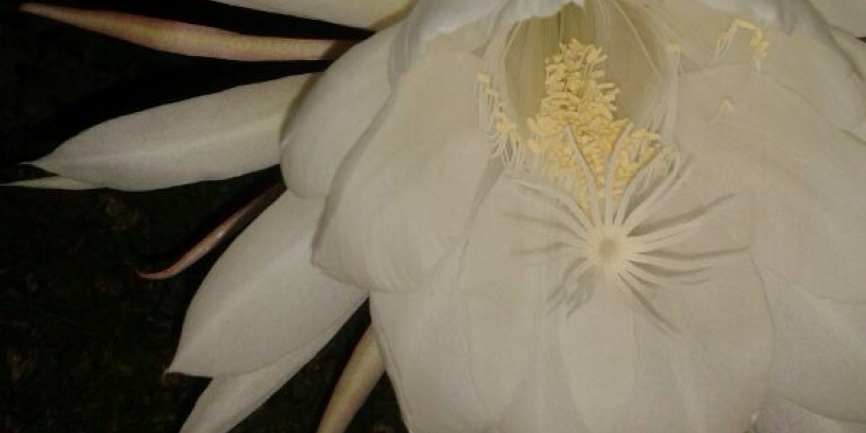 elinet's profile banner image