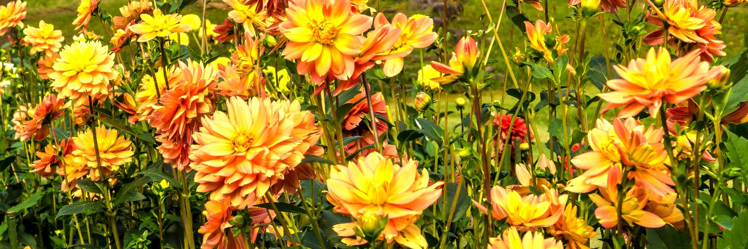 Marchenaturel's profile banner image