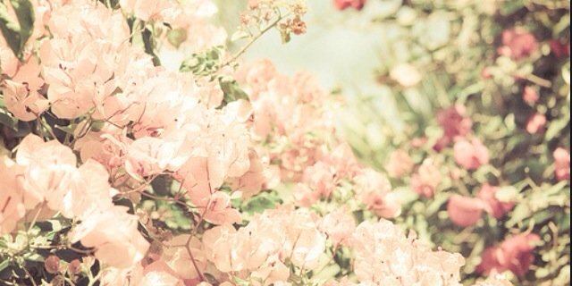 allypallly's profile banner image