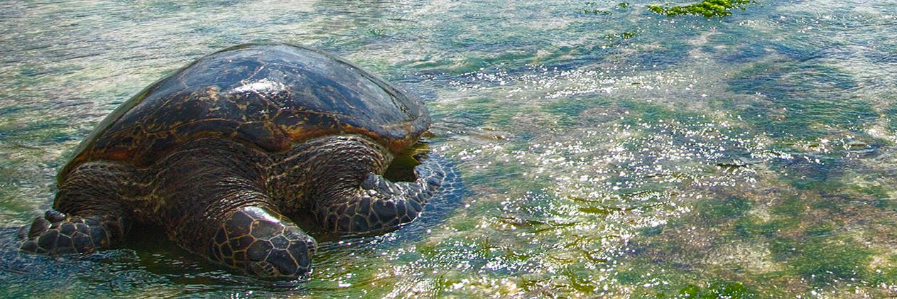 Ronalene White banner