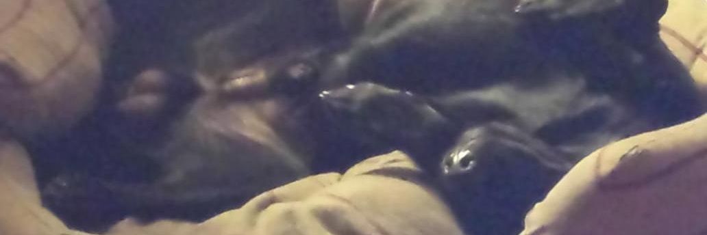 sibbo26's profile banner image