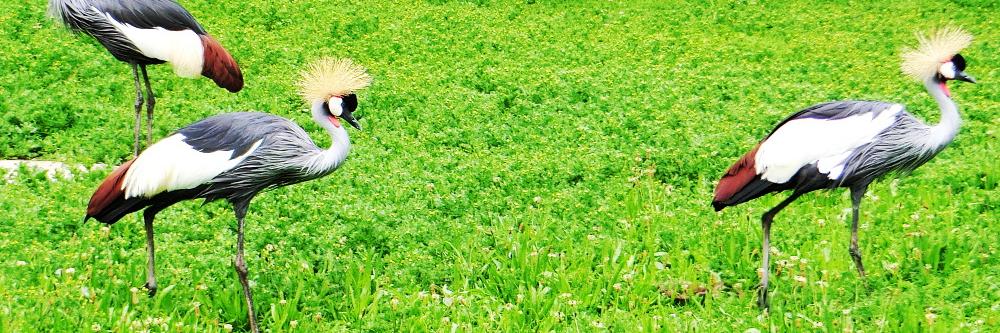 Active Photographer banner