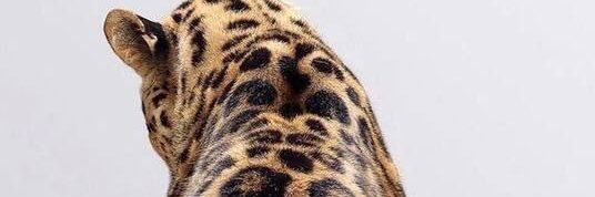 Giisaacr's profile banner image