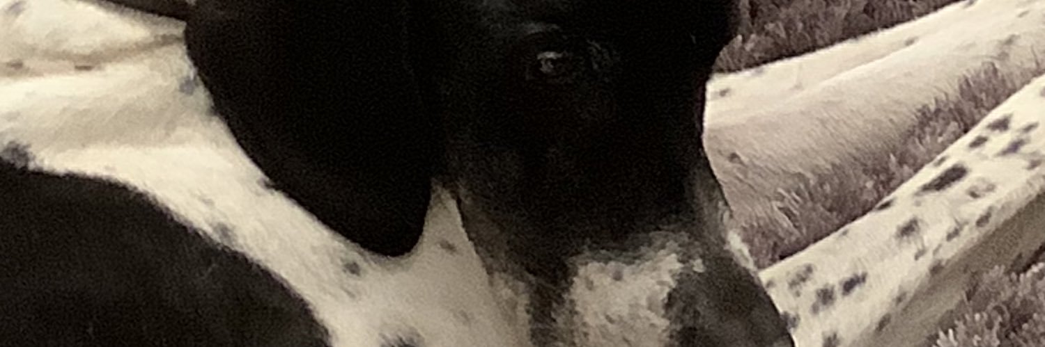 steve_aspi's profile banner image