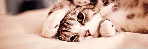 catman667's profile banner image
