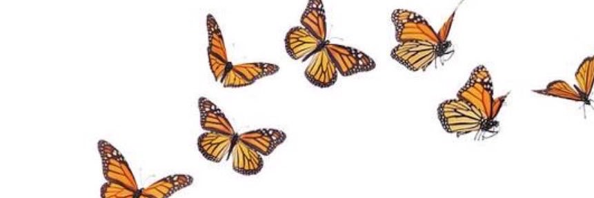 ButterflyCoins's profile banner image