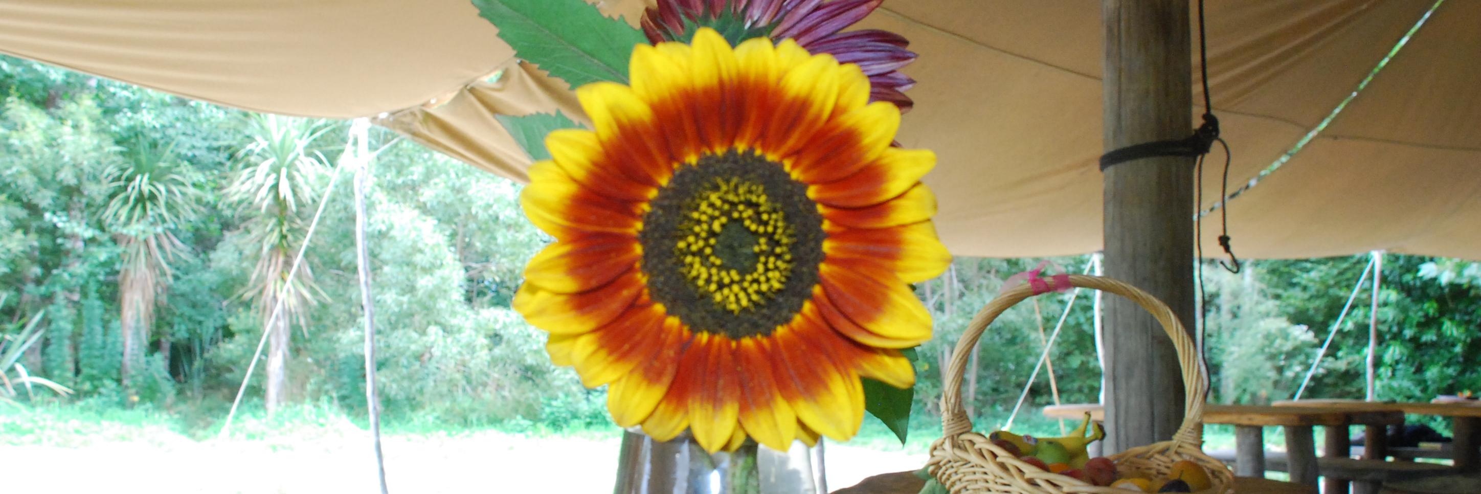 Kowhai77's profile banner image