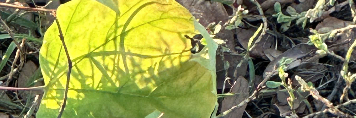 mussavir's profile banner image