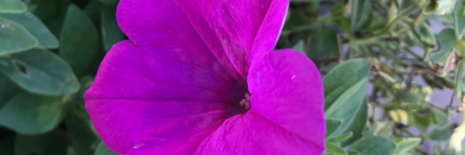 BLineatus's profile banner image