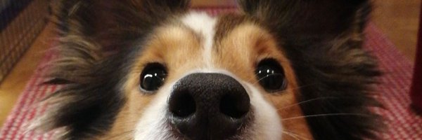 Larpui Profile Banner