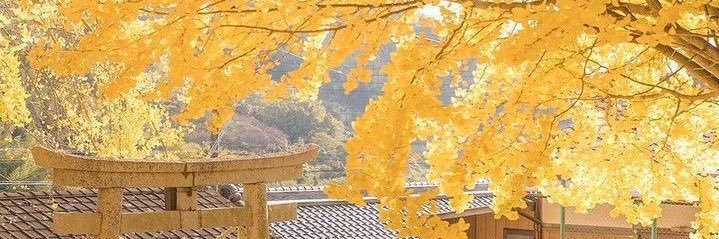 graciousjin's profile banner image