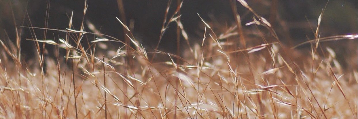 Ppalui's profile banner image