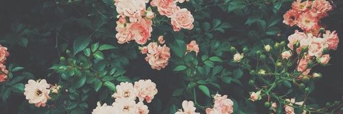 AmyLiliz's profile banner image