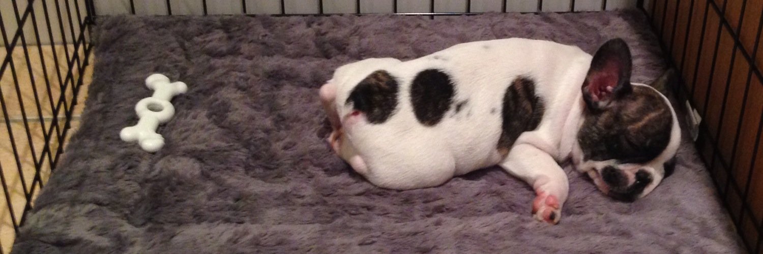 PoloTheFrenchie's profile banner image