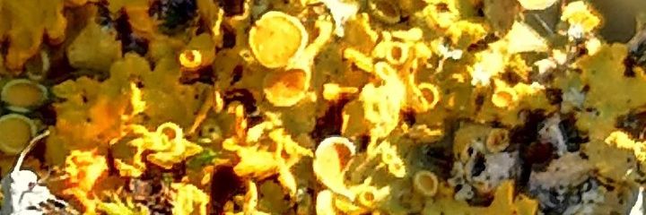 SSianyd64's profile banner image
