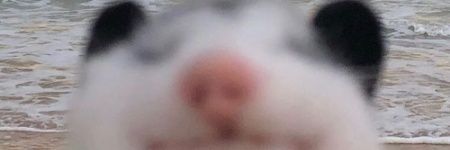 kuuinuvu's profile banner image