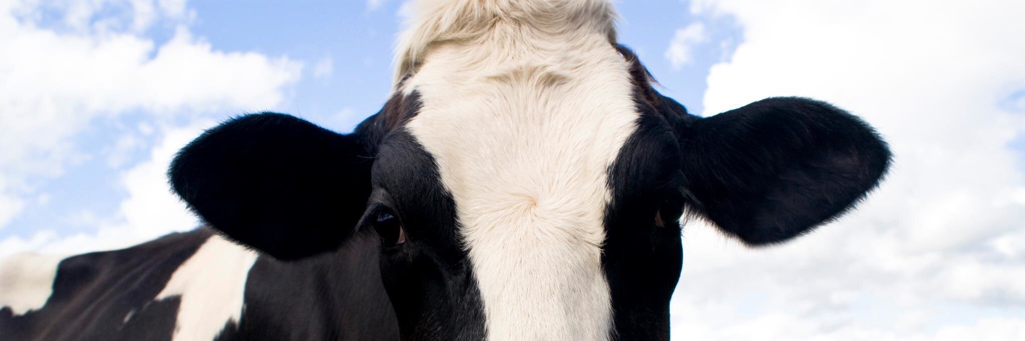 tbbuck's profile banner image
