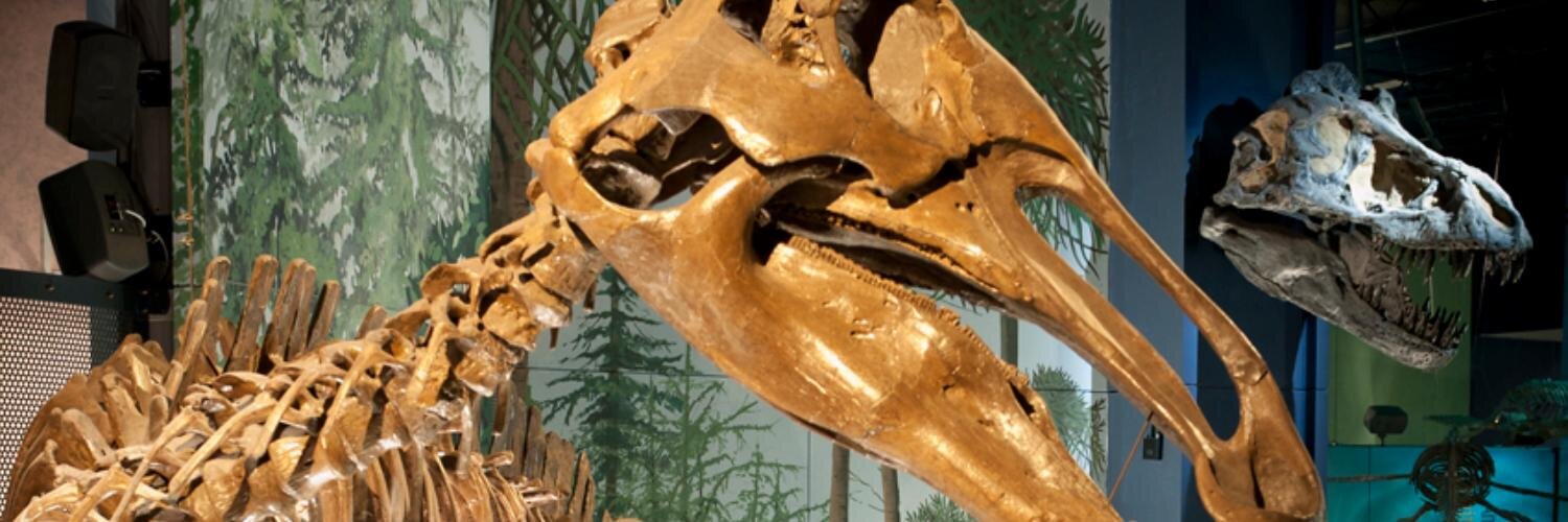 Cardiff Curator banner