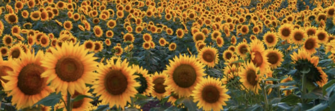 DinnyLou ☮️🌻🇺🇦🟧 banner