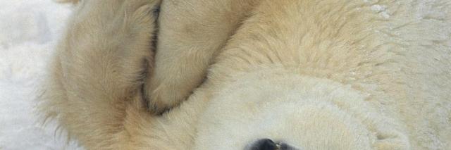 bear48🏳️‍🌈🇭🇺 banner