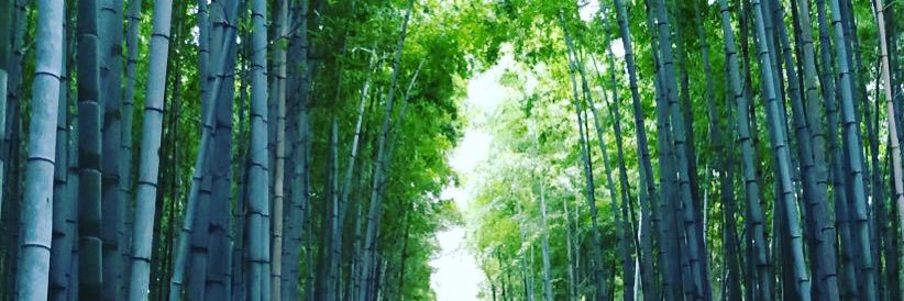 Samysakura's profile banner image