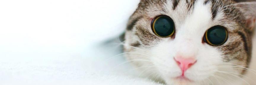 _mardmard_'s profile banner image