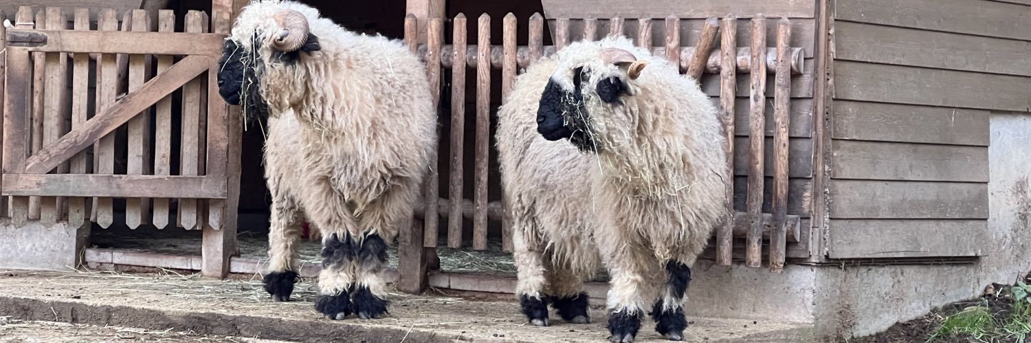 Sheep of Wall Street banner