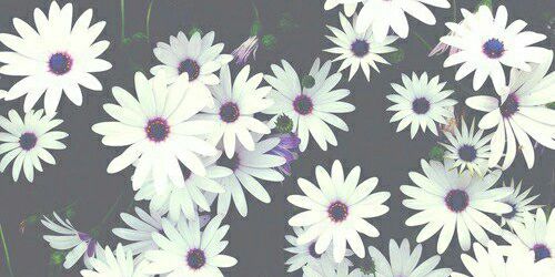 _luisa_q's profile banner image