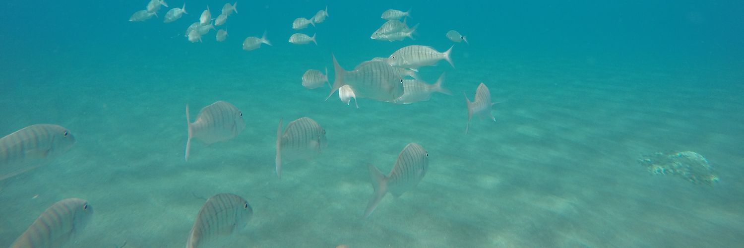 Patricia Pintado banner