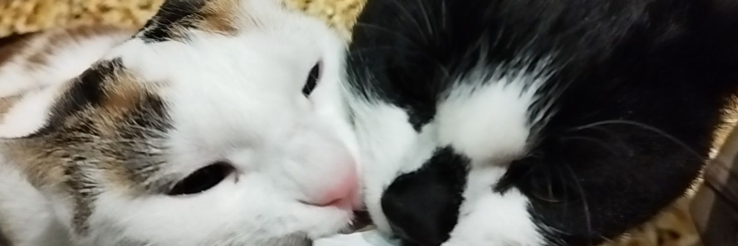 Chris__Cam's profile banner image