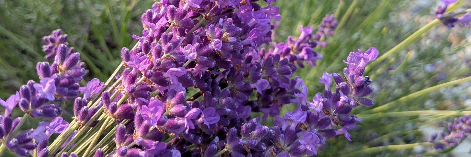 g8iwattti's profile banner image